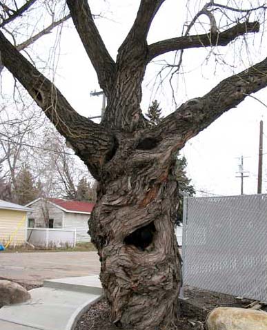 Photographie d'un arbre hanté